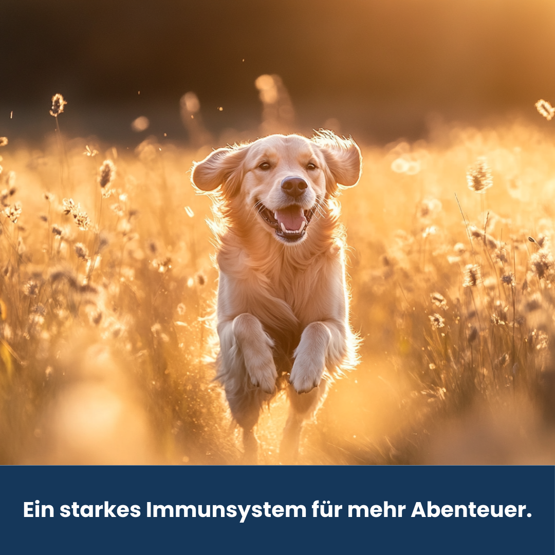 Vital Formel Plus