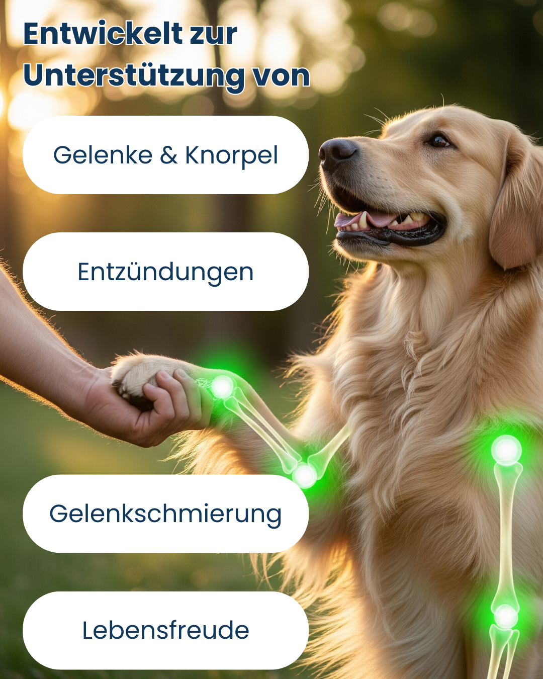 Agility Complete – Die Lösung für mehr Beweglichkeit & starke Gelenke